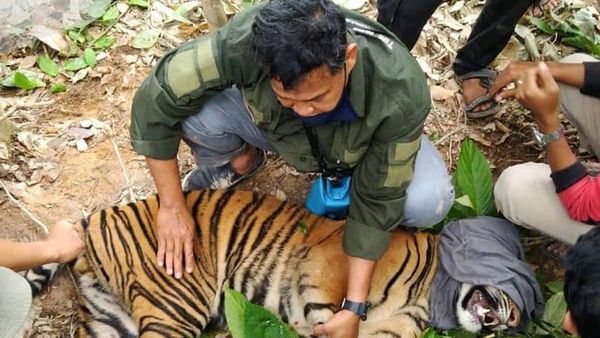 Kasihan Harimau Sumatera Kena Jerat