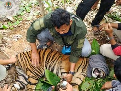 Harimau Terluka Kena Jerat di Aceh Tenggara, Dievakuasi ke TNGL
