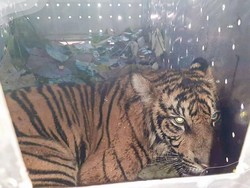 Sempat Berkeliaran, Harimau di Perkebunan Pasaman Barat Diamankan