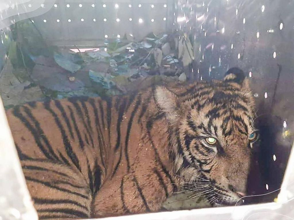 Sempat Berkeliaran, Harimau di Perkebunan Pasaman Barat Diamankan Sempat Berkeliaran, Harimau di Perkebunan Pasaman Barat Diamankan