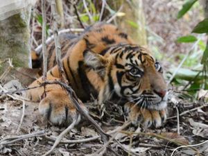 Harimau Terkena Jerat di Aceh Sehat, Segera Dilepasliarkan