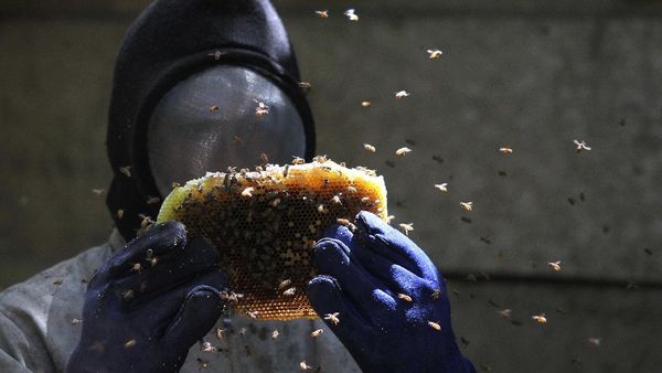 Mengais Legitnya Madu Hutan Gunung Lendono
