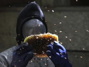 Mengais Legitnya Madu Hutan Gunung Lendono Mengais Legitnya Madu Hutan Gunung Lendono