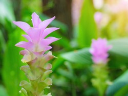 Deretan Tanaman Hias RI Paling Laku Diekspor, Mau Coba Tanam?