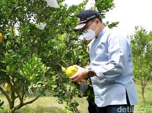 Petani Banyuwangi Getol Kembangkan Jeruk Dekopon