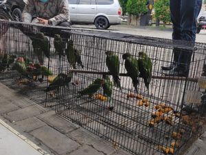 Jual Satwa Dilindungi Lewat Facebook, PNS di Pemprov Riau Ditangkap