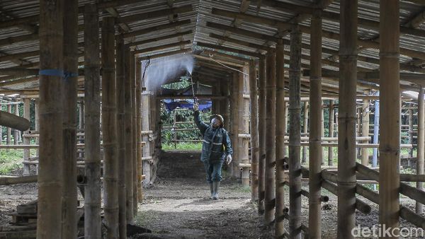 Kandang Ternak Pengungsi Gunung Merapi Disemprot Disinfektan