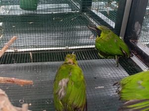 Petugas Karantina Parepare Gagalkan Penyeludupan Ratusan Burung Tanpa Dokumen