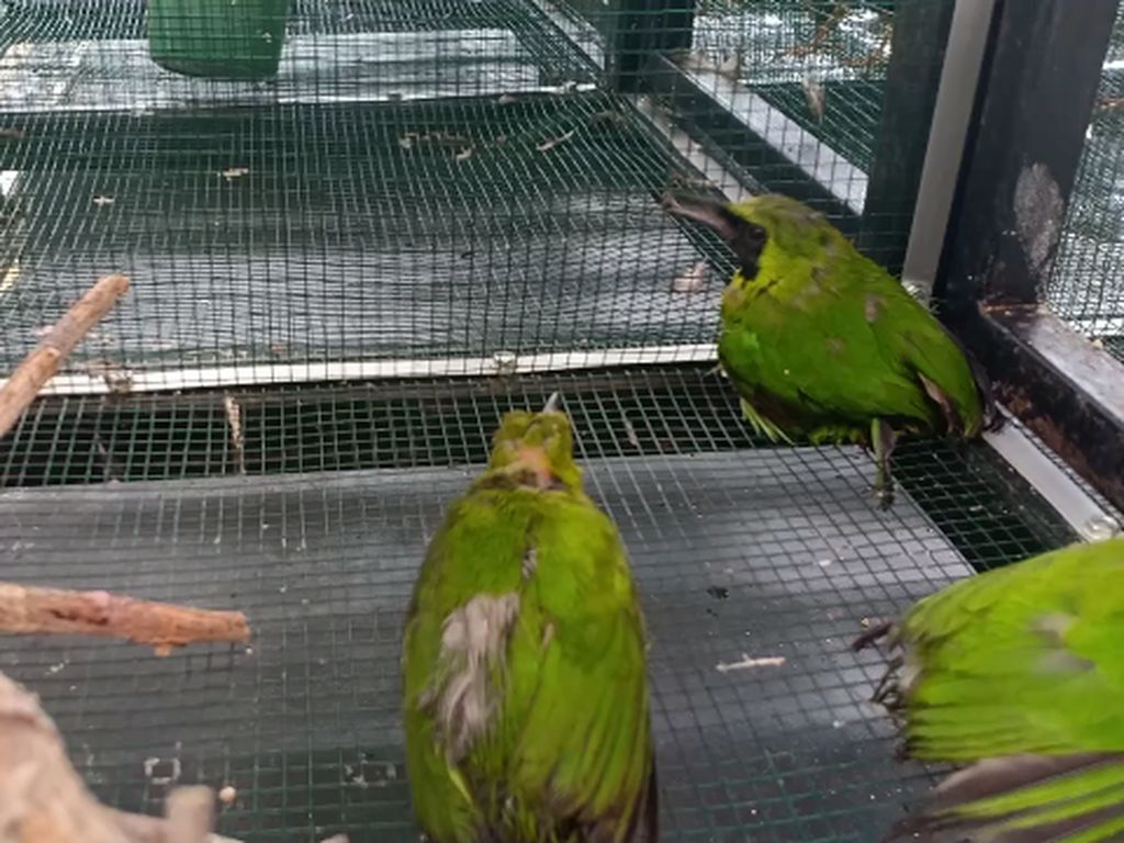 Petugas Karantina Gagalkan Penyelundupan Ratusan Burung di Parepare Petugas Karantina Gagalkan Penyelundupan Ratusan Burung di Parepare