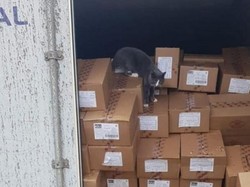 Kucing Super, 3 Minggu Bertahan dalam Kontainer Tanpa Makan dan Minum