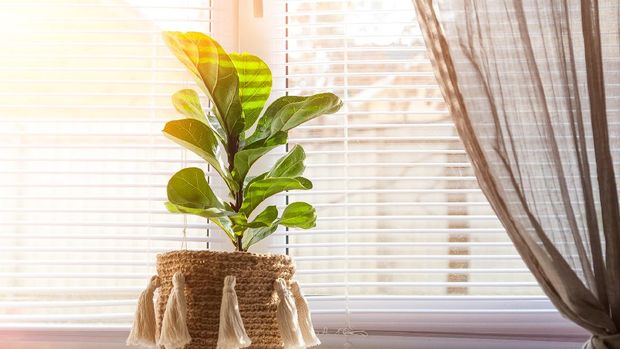 Ficus lyrata on a windowsill close-up. Detail of scandinavian interior and copy space. A flower pot in a wicker basket with fringe on a window with shutters.