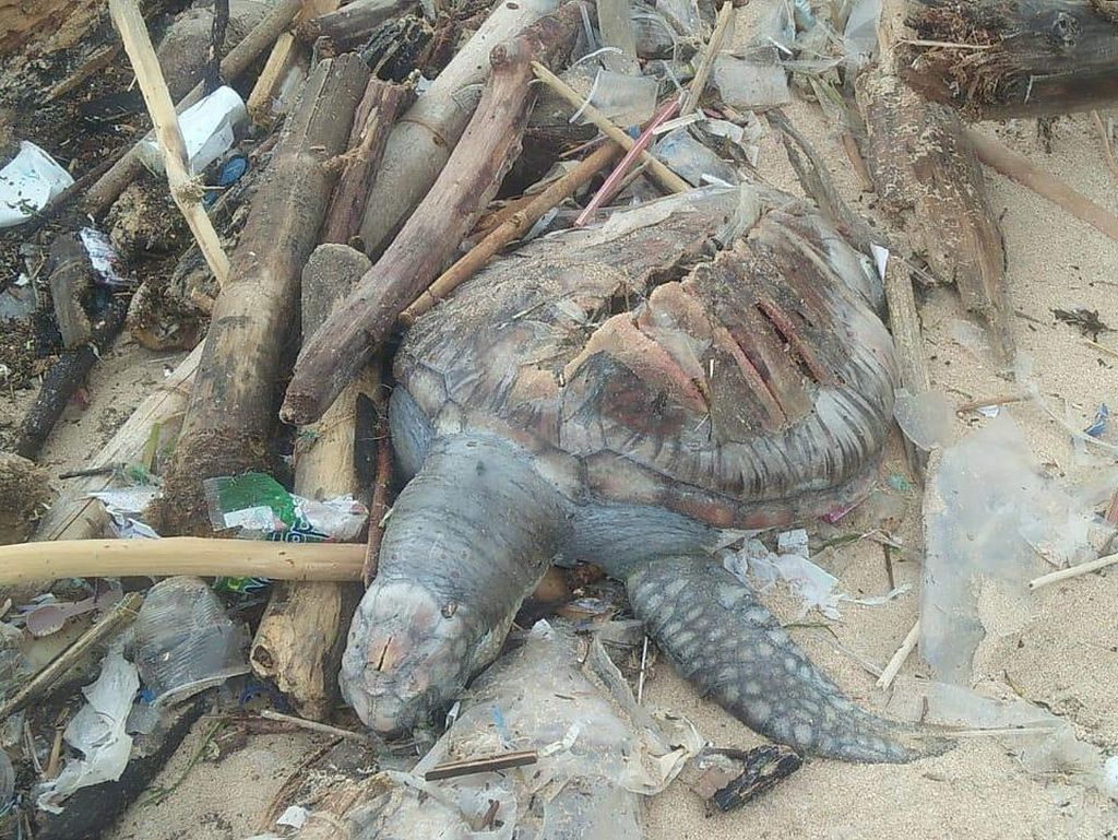 Miris! Bangkai Penyu Ditemukan di Tumpukan Sampah Pantai Bali