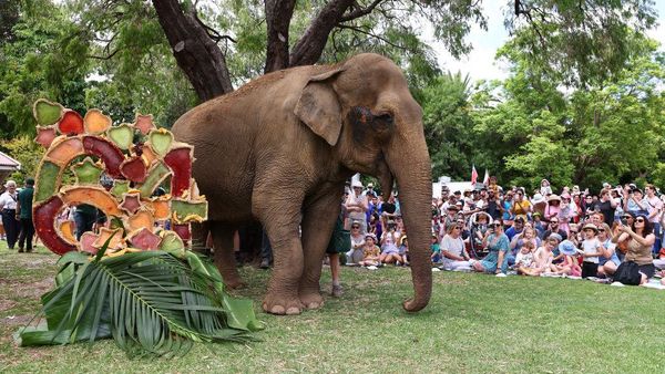 Momen Gajah Australia Rayakan Ulang Tahun ke-64