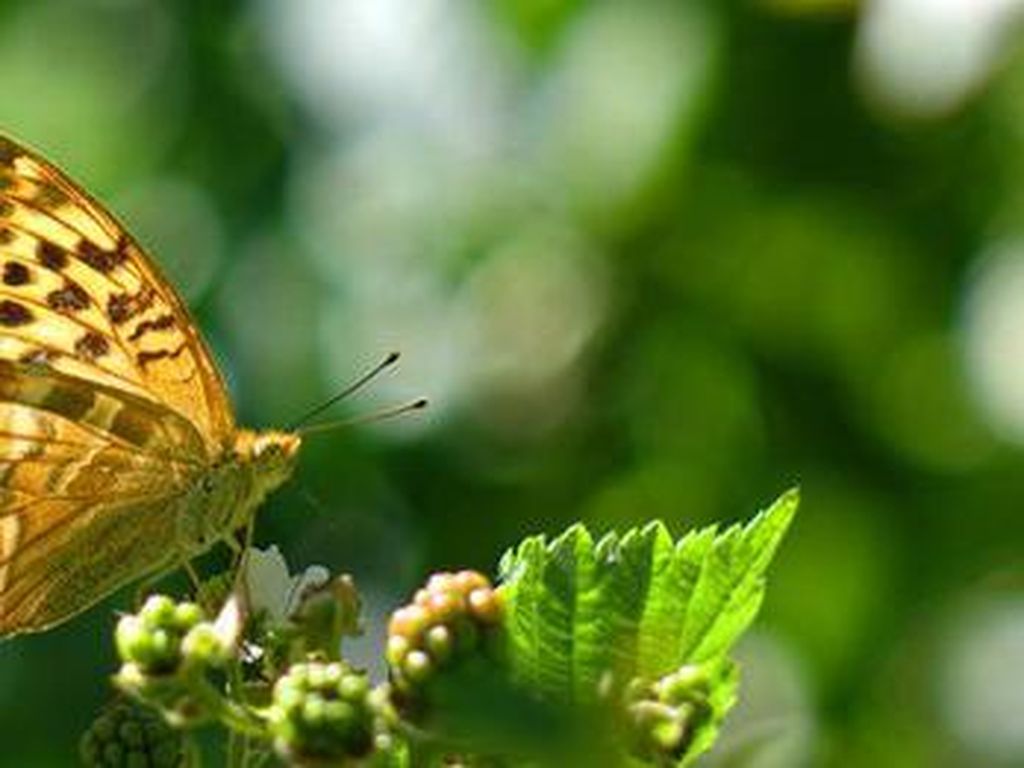 Peneliti Ungkap Misteri Terkait Kepakan Sayap Kupu-kupu