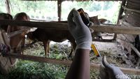 Pulang Mengungsi, Hewan Ternak Ini Disuntik Vitamin