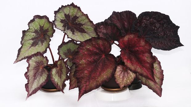 Fine flower begonia rex with the absraktny drawing on leaves on a white background