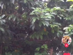 Sudah Siap Panen, Wanita Ini Kesal Buah Rambutannya Hilang Dicuri Tetangga