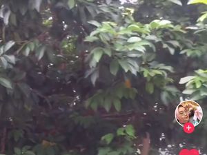 Sudah Siap Panen, Wanita Ini Kesal Buah Rambutannya Hilang Dicuri Tetangga Sudah Siap Panen, Wanita Ini Kesal Buah Rambutannya Hilang Dicuri Tetangga