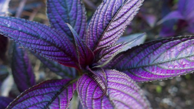 bright violet colored leaves of a graden plant  the Strobilanthes dyerianus