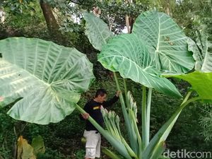 Menengok Tanaman Talas Raksasa di Lembang, Tingginya Hampir 3 Meter Menengok Tanaman Talas Raksasa di Lembang, Tingginya Hampir 3 Meter