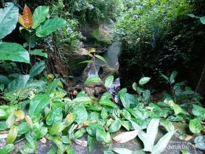 Treking Sambil Nikmati Alam di Bukit Campuhan, Bisa!