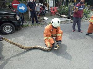 Damkar Surabaya Tangkap Dua Ular Sanca Hari Ini