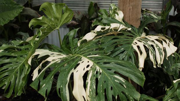 A large white Variegated Monstera Deliciosa 