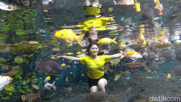 Foto: Asyik Selfie Underwater Bareng Ikan di Lumajang