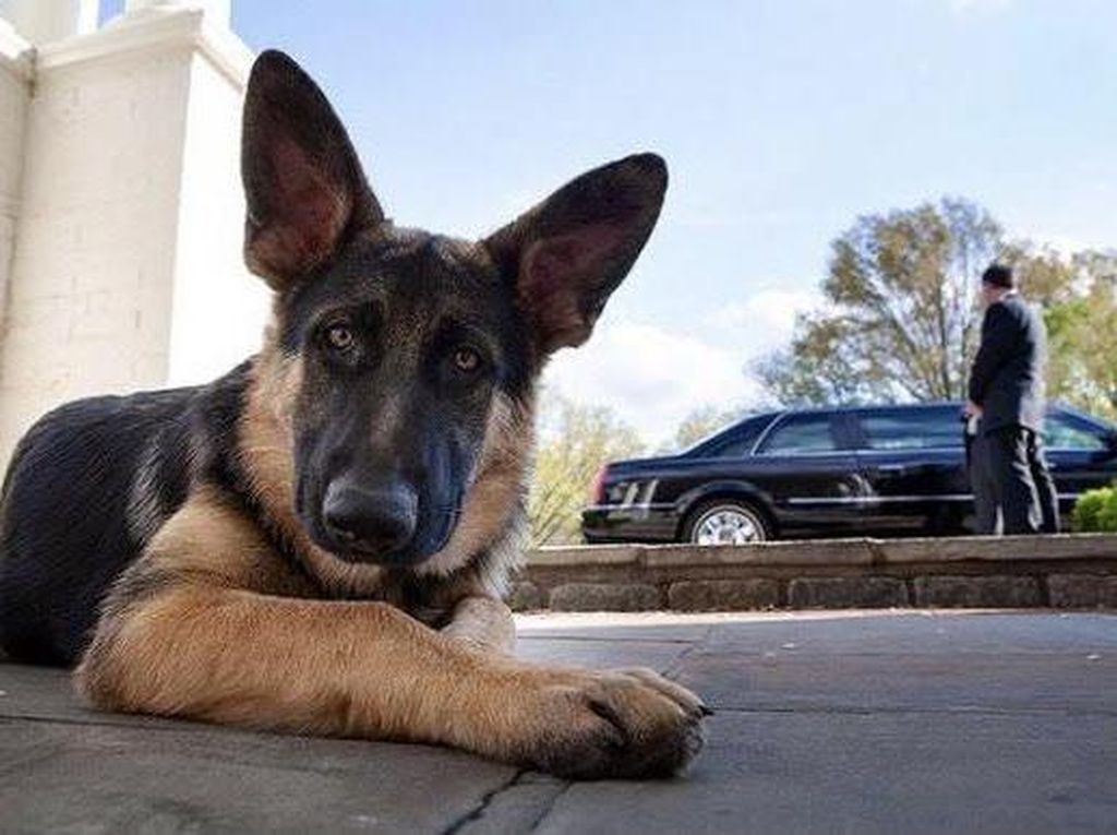 Anjing Joe Biden Diusir dari Gedung Putih Gegara Sering Mengamuk Anjing Joe Biden Diusir dari Gedung Putih Gegara Sering Mengamuk