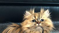 Potret Barnaby, Kucing yang Selalu Mengantuk