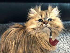 Potret Barnaby, Kucing yang Selalu Mengantuk