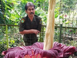 Bunga Bangkai Raksasa Mekar di Tahura Djuanda Bandung