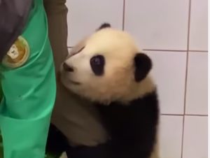 Bayi Panda Ini Viral Karena Uwu Banget