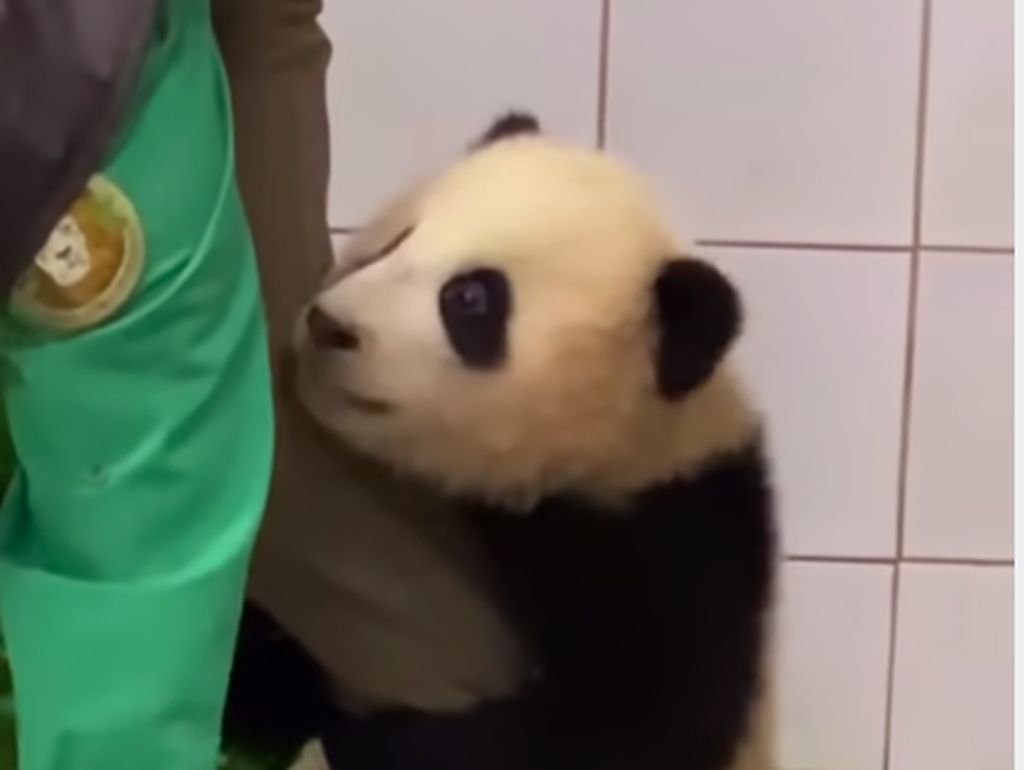 Bayi Panda Ini Viral Karena Uwu Banget Bayi Panda Ini Viral Karena Uwu Banget