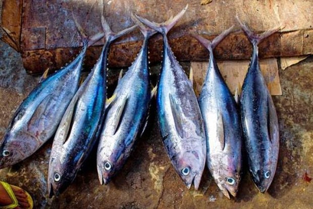 Ilustrasi ikan asli Indonesia (Pemkab Kabupaten Buleleng) Ilustrasi ikan asli Indonesia