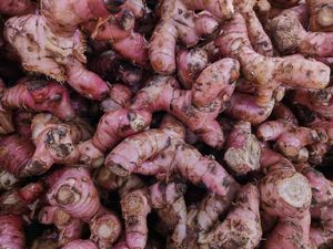 Manfaat Jahe Merah, Bumbu yang Berkhasiat bagi Tubuh Manfaat Jahe Merah, Bumbu yang Berkhasiat bagi Tubuh