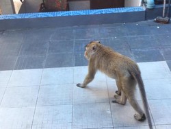 Kawanan Monyet Serbu Kampung di Banjarnegara, Warga Resah