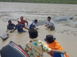 2 Hari Dievakuasi Warga, Paus Terdampar di Sumsel Berhasil Kembali ke Laut