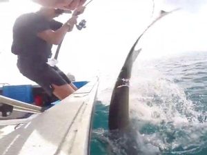 Pemancing Vs Hiu di Selandia Baru, Siapa Menang? Pemancing Vs Hiu di Selandia Baru, Siapa Menang?