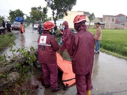 Seorang Pemotor Tewas Tertimpa Pohon Tumbang di Sragen