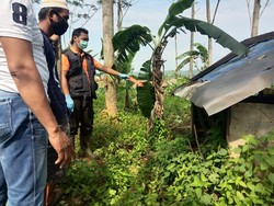 Mayat Wanita Berdaster Ditemukan Tergeletak di Gubuk Sawah Purbalingga