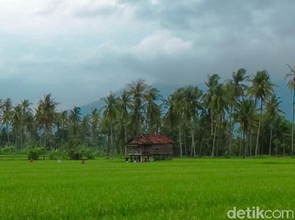 Hijau Asri Sawah Mangaran yang Instagramable Banget di Banyuwangi Hijau Asri Sawah Mangaran yang Instagramable Banget di Banyuwangi