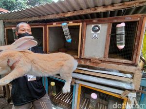 Mengenal Farm Jaya Rabbit, Kelompok Peternak Kelinci Hias di Kuningan