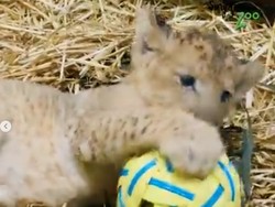 Selamat Datang Simba, Anak Singa di Kebun Binatang Singapura