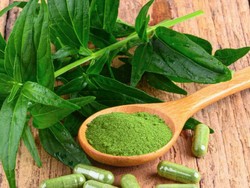 Yuk Kenalan dengan Sambiloto, Herbal Antivirus yang Lagi Naik Daun!