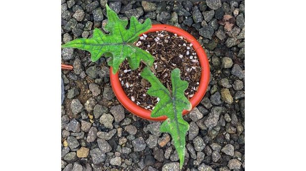 Alocasia Jacklyn, Tanaman Hias Aroid Asli Indonesia Alocasia Jacklyn, Tanaman Hias Aroid Asli Indonesia