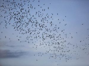 Khawatir Penularan Virus Nipah dari Malaysia, Indonesia Diminta Waspada