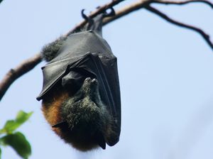Lagi, Pakar Ingatkan Ancaman Virus Nipah Jadi Pandemi Baru Lagi, Pakar Ingatkan Ancaman Virus Nipah Jadi Pandemi Baru