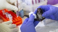Bikin Geger Dunia, Begini Gejala Virus Nipah dari Hari ke Hari
