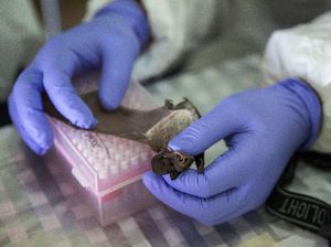 Wabah Misterius di RD Kongo, 50 Orang Tewas dalam Hitungan Jam Wabah Misterius di RD Kongo, 50 Orang Tewas dalam Hitungan Jam